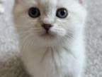 Blue Point British Shorthair