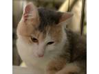 Adopt Mackenzie a American Shorthair