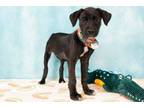 Adopt Kiki a Hound, Mixed Breed