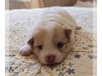 Pomeranian PUPPY FOR SALE ADN-812108 - Sweet baby pomeranian
