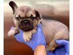 French Bulldog PUPPY FOR SALE ADN-812207 - BLUE FAWN CUTIE