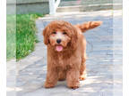 Goldendoodle (Miniature) PUPPY FOR SALE ADN-812335 - Goldendoodle Puppy