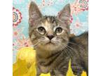 Adopt Lucy a Domestic Short Hair