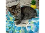 Adopt Nola a Domestic Short Hair