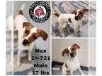 Jack Russell Terrier Mix DOG FOR ADOPTION RGADN-1319457 - Max - Jack Russell