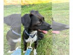 Australian Shepherd-Collie Mix DOG FOR ADOPTION RGADN-1319502 - Lulu - Collie /