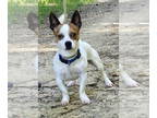 Jack Russell Terrier Mix DOG FOR ADOPTION RGADN-1319568 - 241025 Baby Boy - Jack