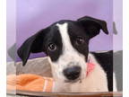 Beagle-Pointer Mix DOG FOR ADOPTION RGADN-1319630 - Momma Tulip Pup - Ballerina