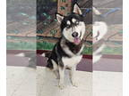 Siberian Husky Mix DOG FOR ADOPTION RGADN-1319695 - Navajo - Siberian Husky /