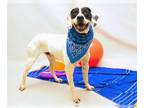 Pointer DOG FOR ADOPTION RGADN-1319787 - BAILEY - Pointer (medium coat) Dog For