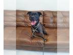 Beagle Mix DOG FOR ADOPTION RGADN-1319800 - Spot - Terrier / Beagle / Mixed