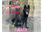Akita Mix DOG FOR ADOPTION RGADN-1319987 - EMBER - Akita / Belgian Shepherd