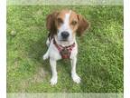 Beagle-Coonhound Mix DOG FOR ADOPTION RGADN-1320336 - Blue - Coonhound / Beagle