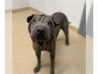 Chinese Shar-Pei DOG FOR ADOPTION RGADN-1320702 - DOVE - Chinese Shar-Pei