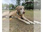 Labrador Retriever DOG FOR ADOPTION RGADN-1320756 - Bentley - Labrador Retriever