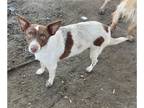 Mix DOG FOR ADOPTION RGADN-1321659 - *ROSE - French Brittany (medium coat) Dog
