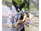 Papshund DOG FOR ADOPTION RGADN-1321787 - Little Man - Dachshund / Papillon /