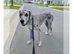 Great Dane DOG FOR ADOPTION RGADN-1321915 - Sirius - Great Dane Dog For Adoption