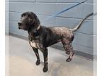 Black and Tan Coonhound-Labrador Retriever Mix DOG FOR ADOPTION RGADN-1322373 -