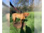 Rhodesian Ridgeback DOG FOR ADOPTION RGADN-1322588 - Hank - Rhodesian Ridgeback