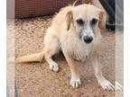 Wheaten Terrier Mix DOG FOR ADOPTION RGADN-1322711 - Janis - Wheaten Terrier /