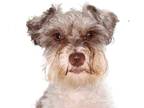 Poodle (Miniature) Mix DOG FOR ADOPTION RGADN-1322826 - Aquira - Schnauzer /