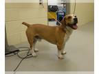 Beagle Mix DOG FOR ADOPTION RGADN-1322951 - SPARKY - Beagle / Mixed (medium