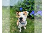 American Pit Bull Terrier-Jack Russell Terrier Mix DOG FOR ADOPTION