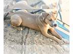American Staffordshire Terrier DOG FOR ADOPTION RGADN-1323216 - Sandra Dee -