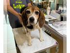 Beagle DOG FOR ADOPTION RGADN-1323458 - Blue Belle (NOT YET AVAILABLE) - Beagle