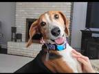 Adopt Clarice ("Clara") a Beagle