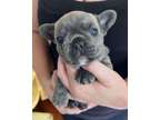 XFGHSSAQHWFXNcharming French Bulldog pups for sale