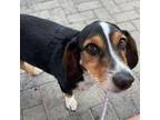 Adopt Minnie a Basset Hound, Mixed Breed