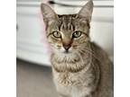 Adopt Winter a Domestic Short Hair