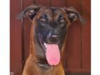 Adopt Fizzarolli a Belgian Shepherd / Malinois