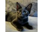 Adopt Beaumont a Domestic Short Hair