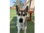 Adopt Ali a Husky