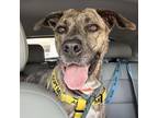 Adopt Aries a Mountain Cur