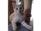 Adopt Blaine a Domestic Short Hair