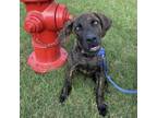 Adopt Treble a Plott Hound