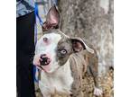 Mothman, American Pit Bull Terrier For Adoption In Richmond, Virginia