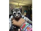 Bodhi, Domestic Shorthair For Adoption In Deltona, Florida