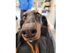 Alvin, Doberman Pinscher For Adoption In Douglasville, Georgia