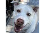 Adopt Lulu - ECAS a Pit Bull Terrier, Labrador Retriever