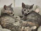 Adopt The "Simpsons" Kittens: Maggie, Lisa, Homer, Bart a Domestic Short Hair