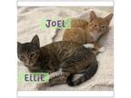 Adopt Ellie and Joel a Domestic Short Hair