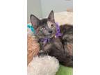 Adopt Bluebie a Domestic Short Hair