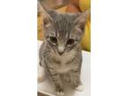 Adopt HEATHER a Domestic Short Hair