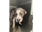 Adopt Kyra a Pit Bull Terrier, Mixed Breed