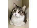 Adopt Mitzi a Domestic Short Hair